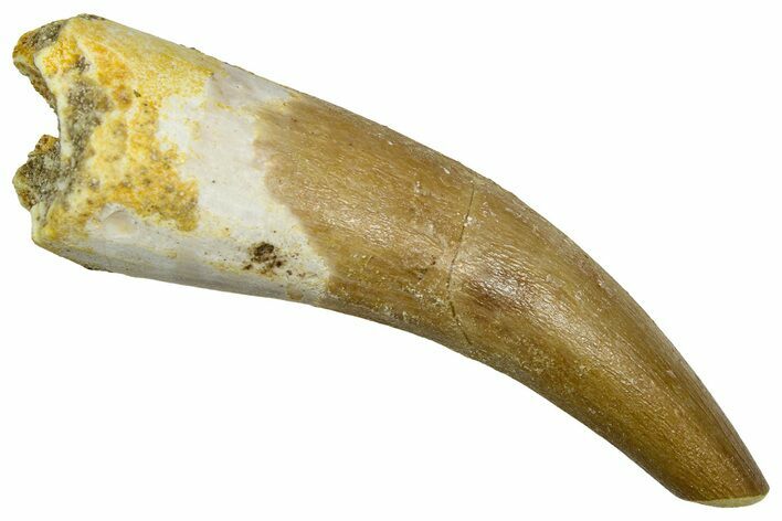 Fossil Plesiosaur (Zarafasaura) Tooth - Morocco #369950